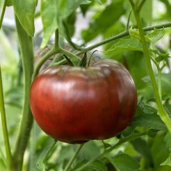 Fleischtomate Brandywine Black