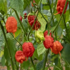 Naga Morich