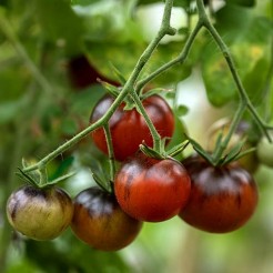 Cherry-Tomate Flavor Grenade