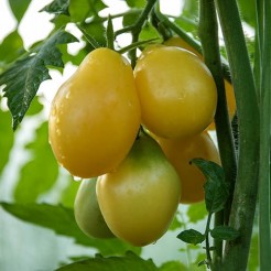 Tomate Têton de Venus gelb