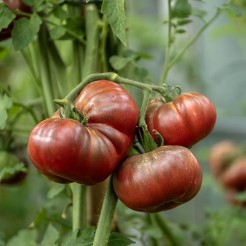 Tomate Barnacle