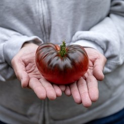 Fleischtomate Blue Dutchman