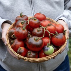 Tomate Red Charcoal