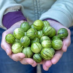 Mini pepino (Tzimbalo)