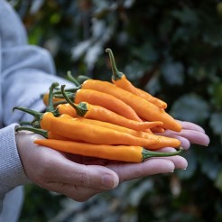 Chilipfeffer Cayenne Orange