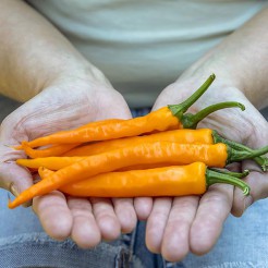 Cayenne Choco
