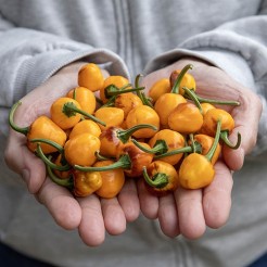 Topf Chillipfeffer Golden Nugget