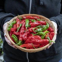 Chillipfeffer Shishisto