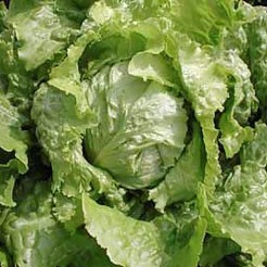Eissalat Blonde van Parijs