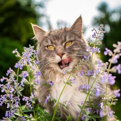 Kattenkruid