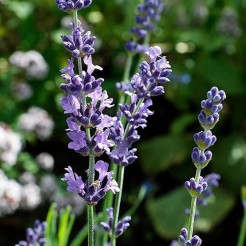 Lavendel "Dwarf Blue"plant