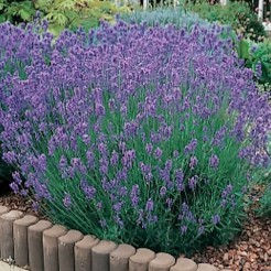 Lavendel