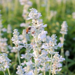 Lavendel