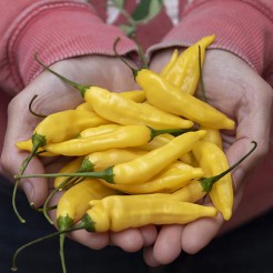 Chillipfeffer Lemon Drop