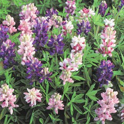 Lupine Pixie Delight gemengd