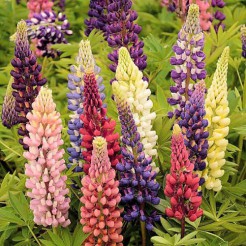 Lupine Russel Hybrids mixed