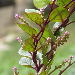 Malabar Spinazie