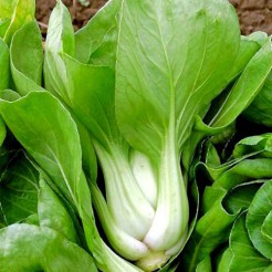 Pak Choi