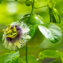 Blauwe passiebloem