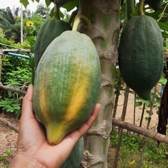 Indianerbanane