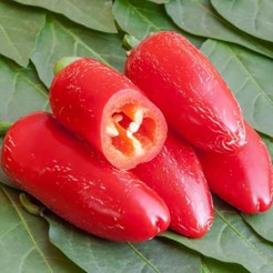 Jalapeno