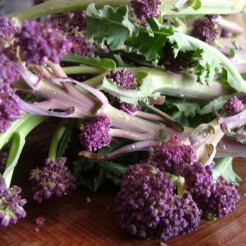Purple Sprouting Early