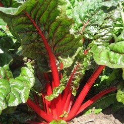 Rhubarb