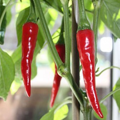 Chillipfeffer Ring of Fire
