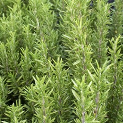 Kruiden Kruiprozemarijn "Capercaillie" plant