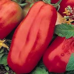 Pflaumentomate San Marzano 2