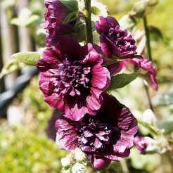Stockrose Chater's doppelblumig gemischst