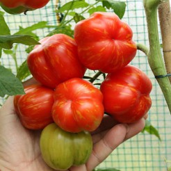 Tomate Striped Stuffer