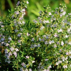 Sommerthymian de Provence