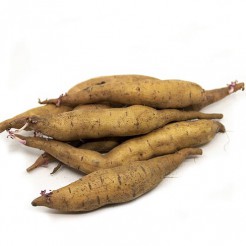 Zoete aardappel knol Tainung 65
