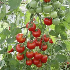 Cherry-Tomate Zuckertraube-type