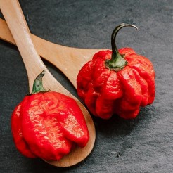 Trinidad Scorpion Moruga