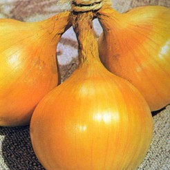 Ui Yellow Sweet Spanish 