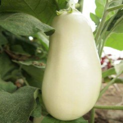 White Egg