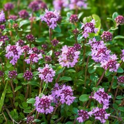 Kriechender Thymian (wilde Forme)