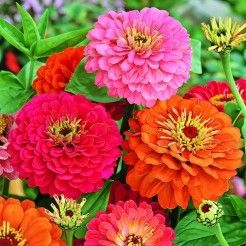 Zinnia Dahliabloemig gemengd