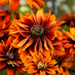 Sonnenhut Cherokee Sunset