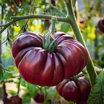 Fleischtomate Purple Calabash