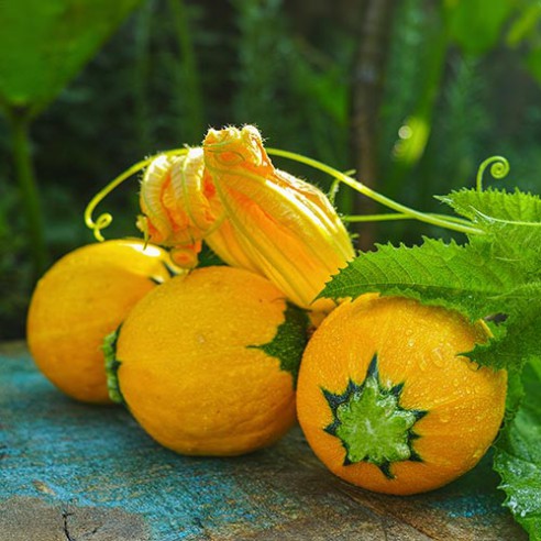 Kürbissamen One Ball F1 Zucchini – Portion Mit 10 Samen, Ertragreiche Buschezucchini
