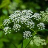 Fluitenkruid