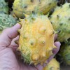 Kiwano (Hoornmeloen)