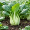 Pak Choi Taisai