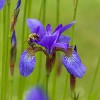 Siberische Iris