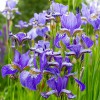 Siberische Iris