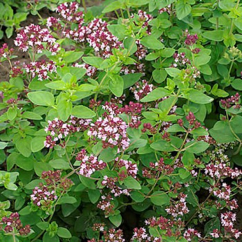 Oregano