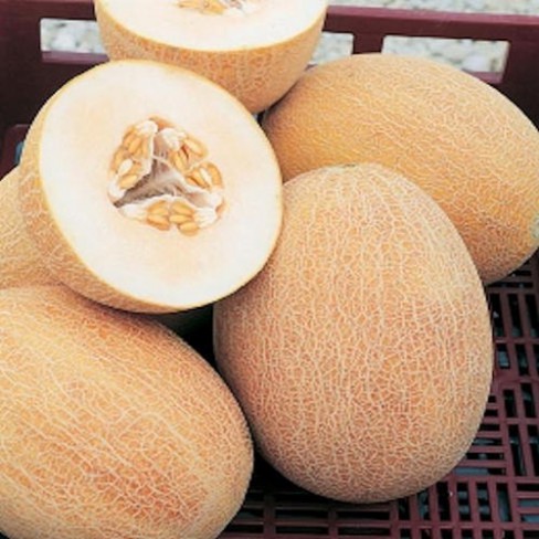 Superfruchtig und Herrlich Erfrischend 100% Natursamen Melon Ananas d'America 25 x Samen 